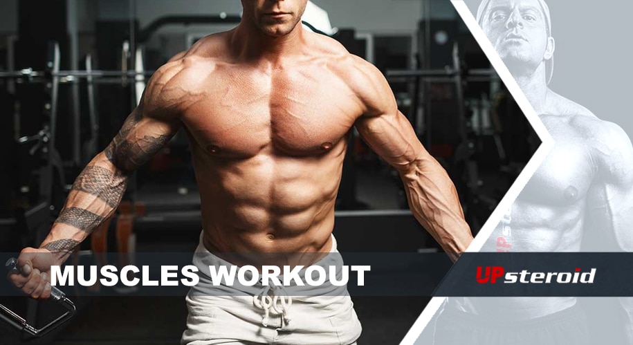 entrenamiento muscular